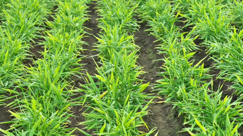 growing ginger plants on a field