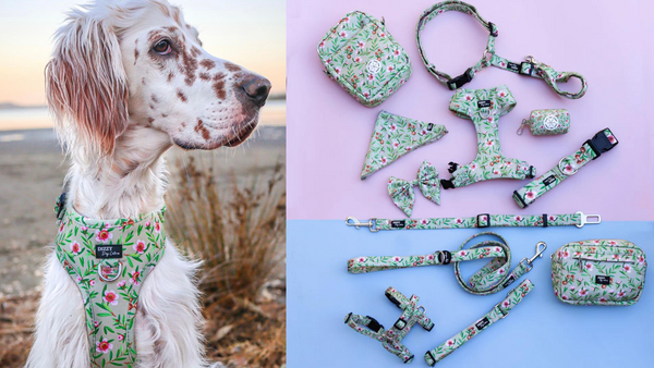 A dog wearing a harness in the Manuka pattern next to our new Manuka dog accessories