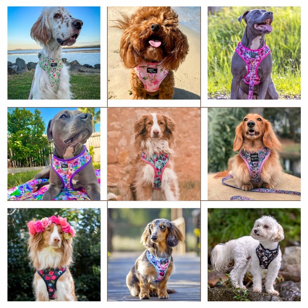 A collage of 9 dogs in beautiful spring pattern dog harnesses and accessories