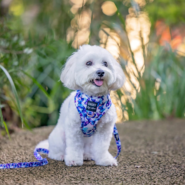 A maltese dog wearing a butterfly print dog harness and lead