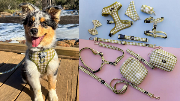 A puppy wearing a harness in the Olive Gingham pattern next to our new Olive Gingham dog accessories.