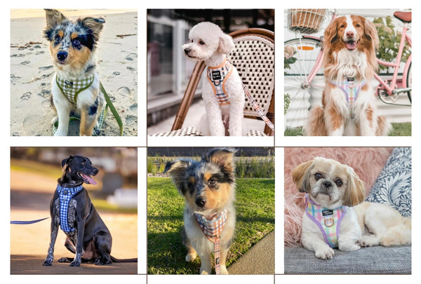 A collage of 6 dogs wearing beautiful spring pattern dog harnesses and accessories