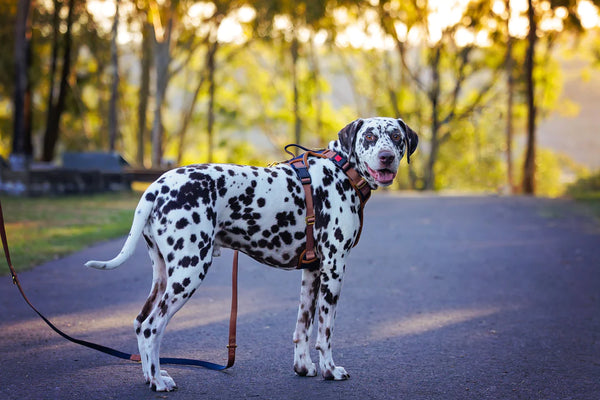 A Dalmatian dog wearing a dog harness and lead on a dog walk