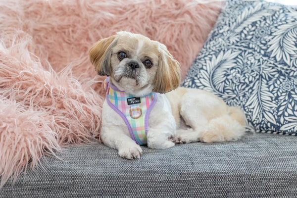 A shih tzu dog at home on the couch