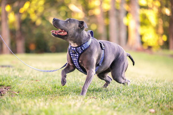 A staffie dog wearing a no pull harness and lead running on grass