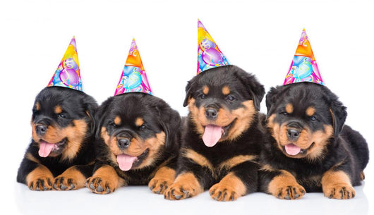 Happy Birthday Rottweiler Puppies Wall Decal – Wallmonkeys