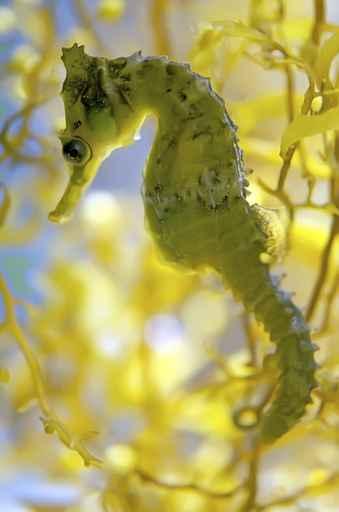 beautiful seahorse photography