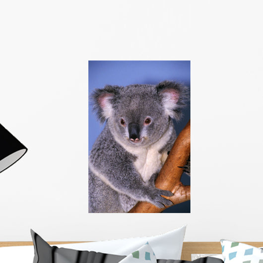 Koala Tree Branch Wall Mural Wallmonkeys Com