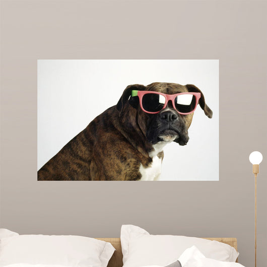 boxer sunglasses