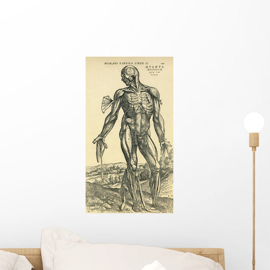 Front Of Male Human Body Anatomical Study Originally Published Wall Mural