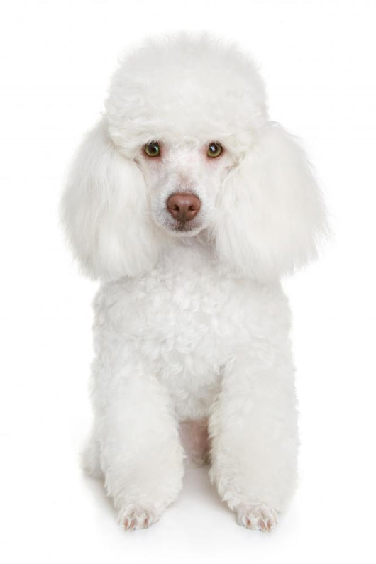 white poodle puppy