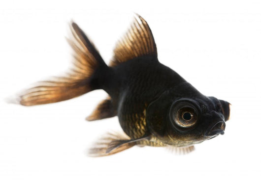 Black Moor Goldfish Wall Decal Wallmonkeys Com