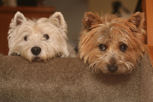 westie cairn