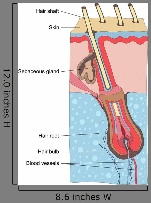 human hair structure