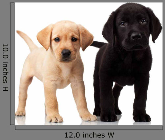 how much does an 8 week old labrador puppy weigh