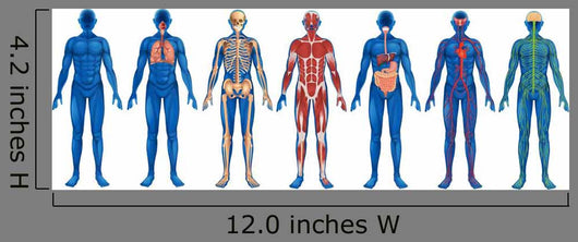 Blue Human Body Systems (White Background) Wall Decal - WallMonkeys.com