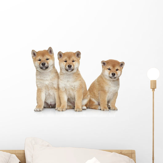 Three Shiba Inu Puppies Wall Decal Wallmonkeyscom