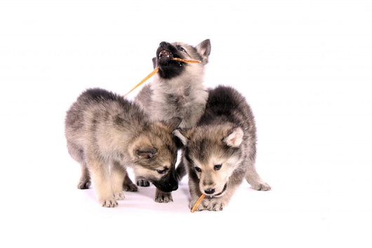 what to feed wolf dogs