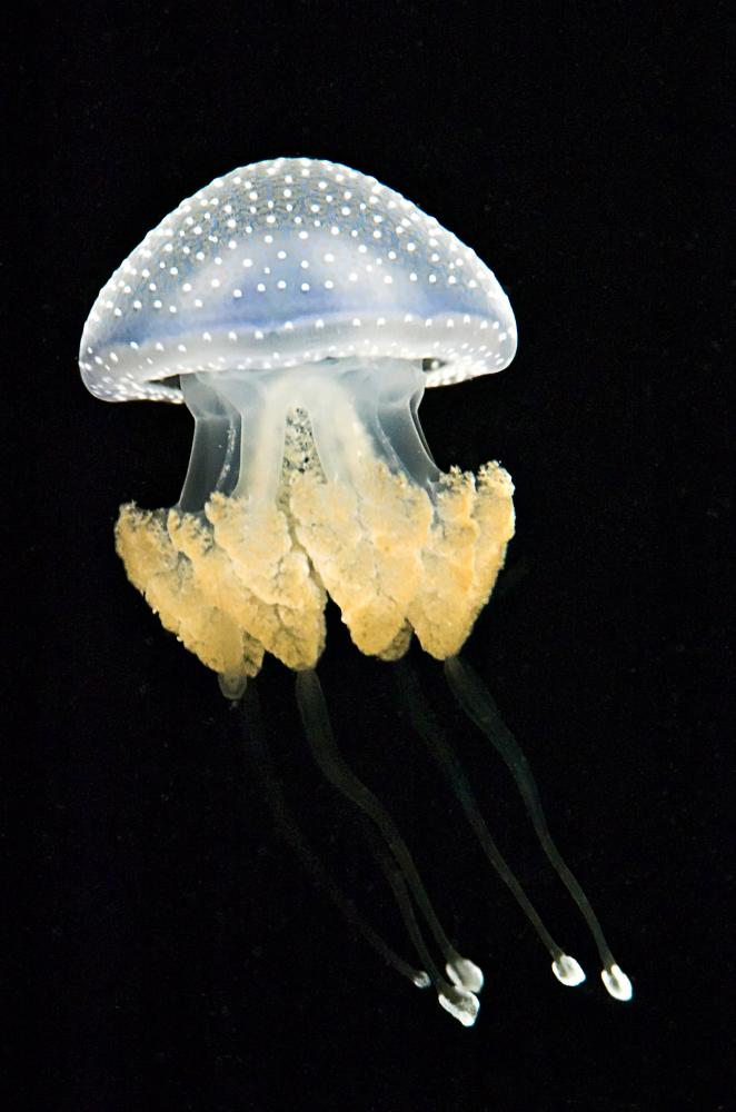 spotted jellyfish