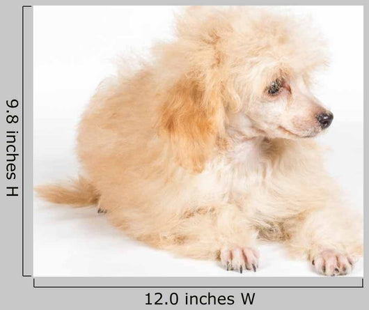 apricot poodle puppy