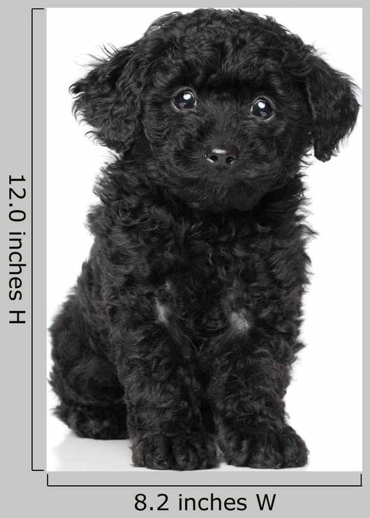 Black Toy Poodle Puppy Wall Decal 