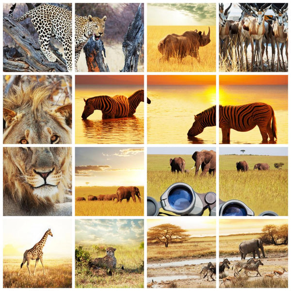 south african animals collage