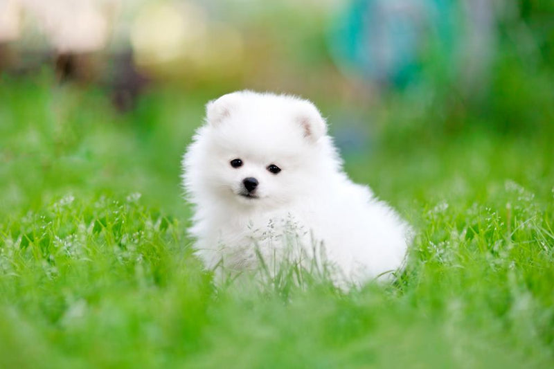 white spitz puppy