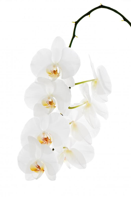 White Orchid White Wall Decal Wallmonkeys Com