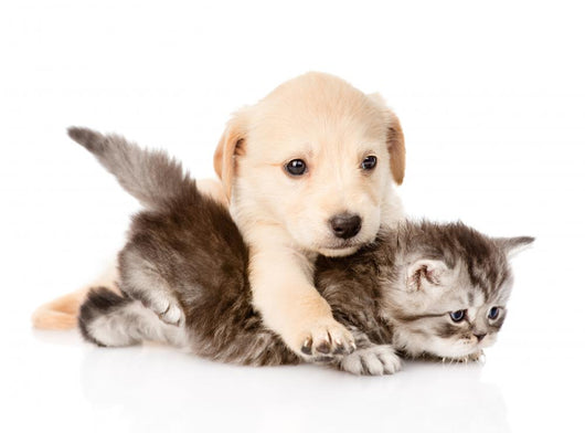 kittens and puppies hugging