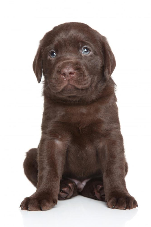 cute labrador puppy pictures