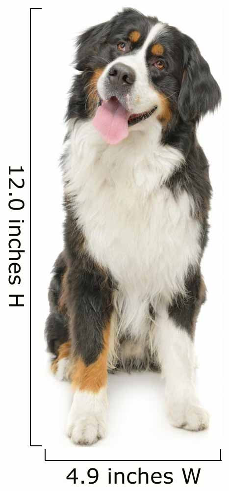 white bernese mountain dog