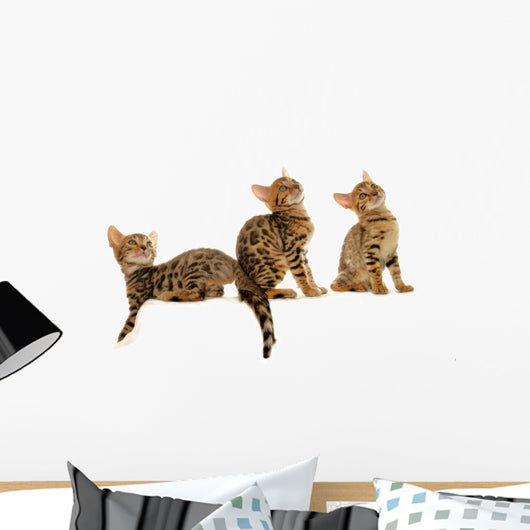 Benal Cat Kitten Group Wall – Wallmonkeys