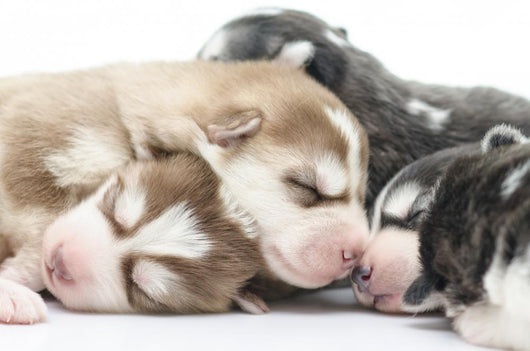 Cute Siberian Husky Puppies Wallmonkeys Com