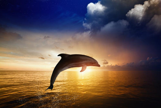 Sunrise Dolphin Jumping Wall Decal - WallMonkeys.com