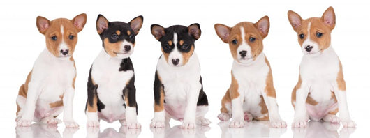 basenji puppies