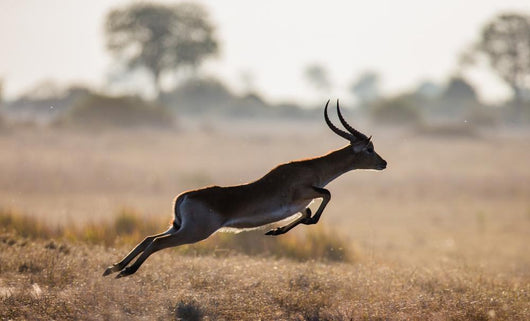 antelope running