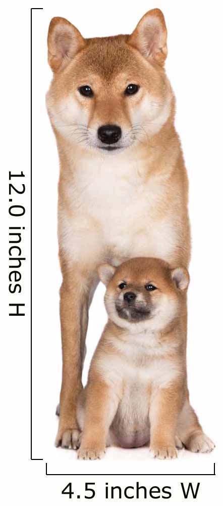 shiba inu dog