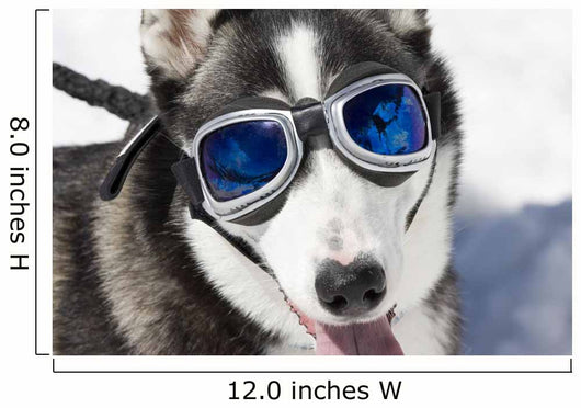 husky sunglasses