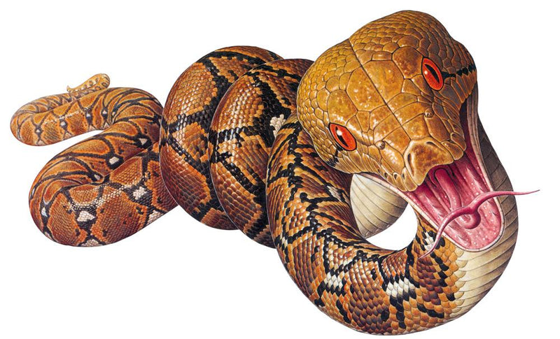Removeable Wall Decal Snake Ball Python Cold Blooded Prints Sticker 014WTF Removeable Wall Decal Snake Ball Python Cold Blooded Prints Sticker 014WTF