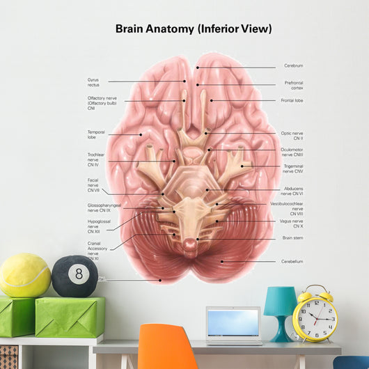 Anatomy Human Brain Inferior Wall Mural
