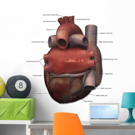 Posterior Human Heart Anatomy Wall Decal Wallmonkeys Com