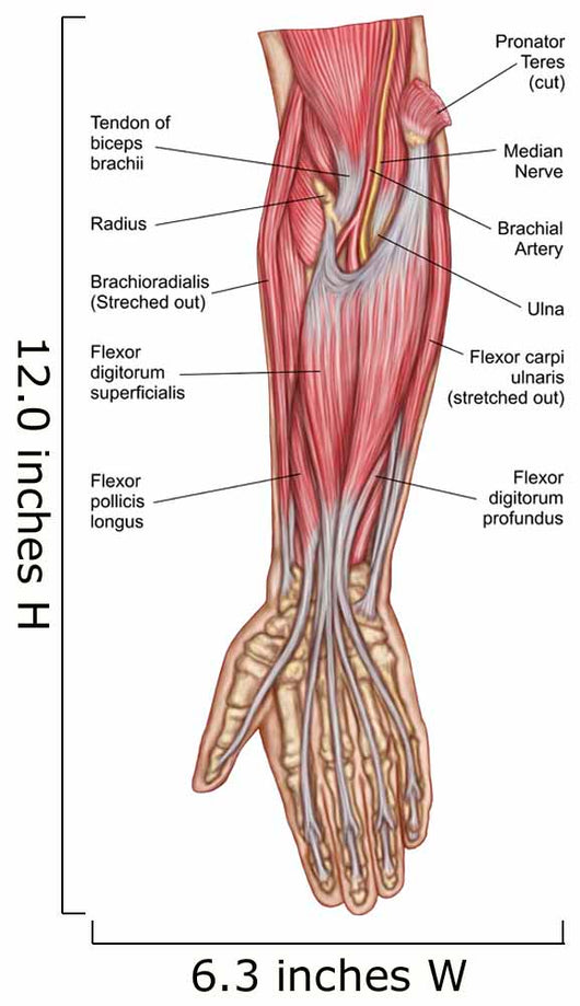 Anatomy Forearm Muscles Anterior Wall Decal Design 1 - WallMonkeys.com
