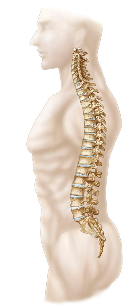 Hasil gambar untuk vertebral column