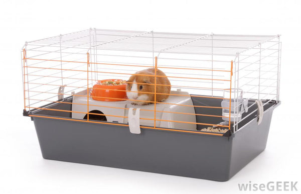 how much room does a guinea pig need
