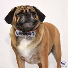 fawn male pugalier with a comic bowtie