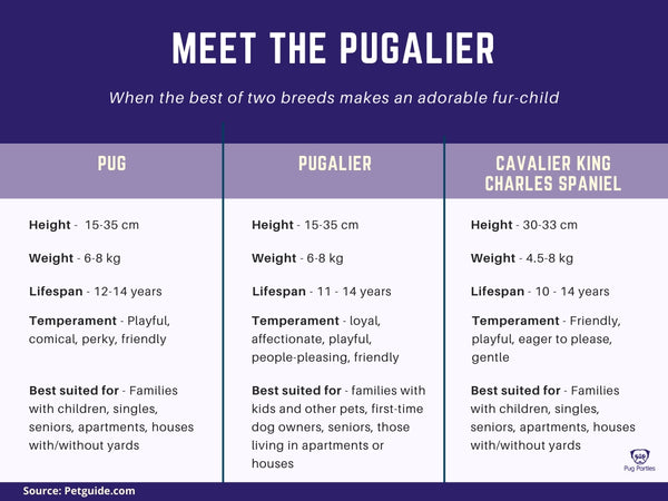 Pug, Pugalier and Cavalier King Charles Spaniel temperament comparison chart