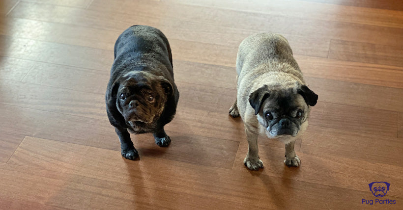 Black and fawn pug standing on timber floors looking up at the camera with identical looks