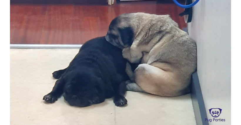 Black and Fawn pug sleeping on top of each other at the groomers