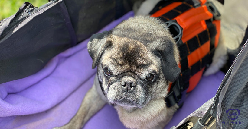 Fawn pug (Charles) looking seriously into the camera lying in a Pug stroller wearing an orange tactical harness