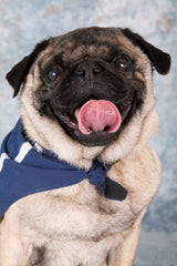 Fawn pug (Charles) smiling into the camera with his tongue out wearing a sailors neckerchief